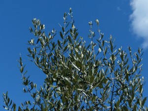 Olea europaea