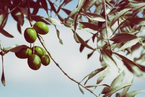 Árboles y plantas en la tradición cristiana