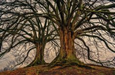 Arbol de la Vida