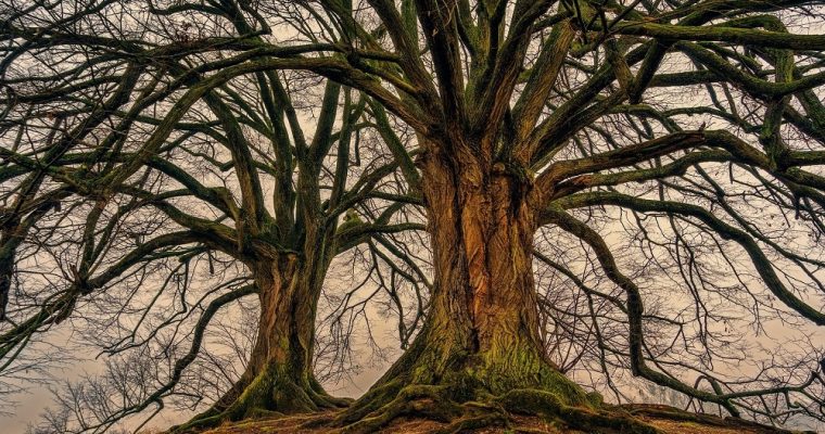 ¿Existe realmente el Árbol de la Vida?