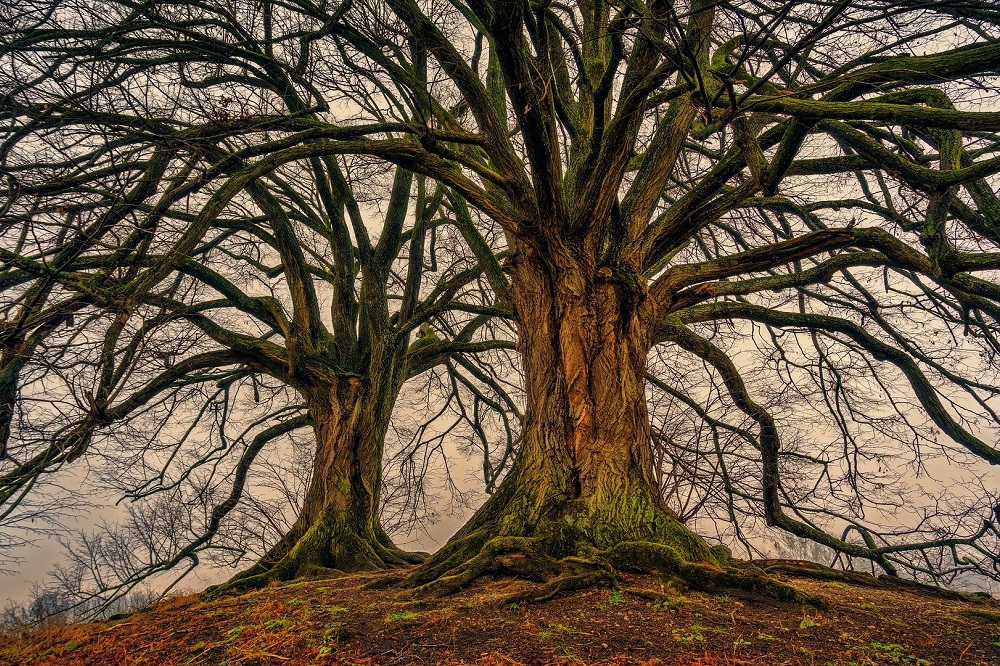 ¿Existe realmente el Árbol de la Vida?