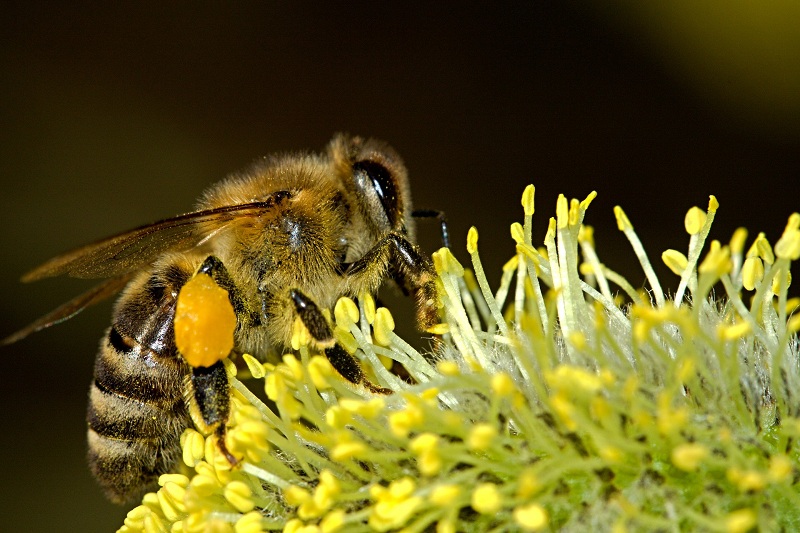 las abejas