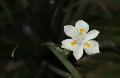 Aceite de nardo de Jerusalén: descubramos los beneficios de este ungüento antiguo