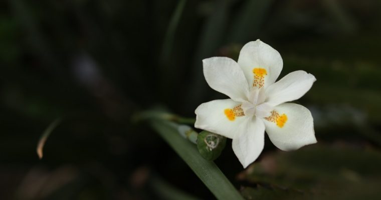 Aceite de nardo de Jerusalén: descubramos los beneficios de este ungüento antiguo