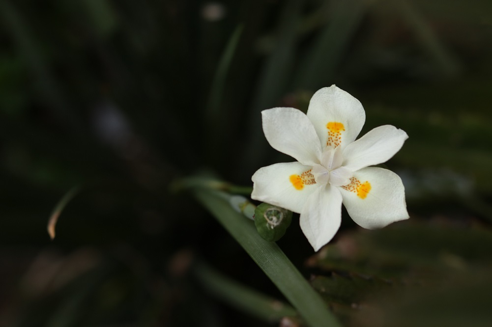 Aceite de nardo de Jerusalén: descubramos los beneficios de este ungüento antiguo