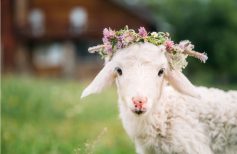 Los animales símbolos de la Pascua cristiana