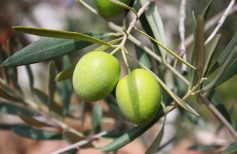Ramas de olivo bendecidas en Pascua