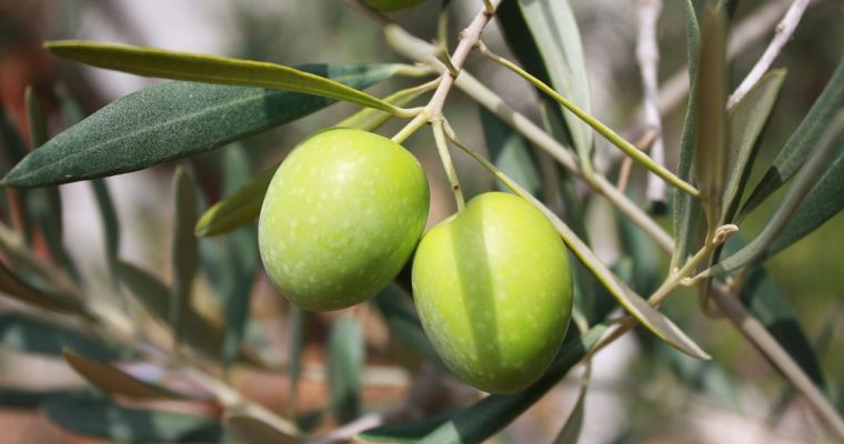 Ramas de olivo bendecidas en Pascua, ¿guardarlas o tirarlas?