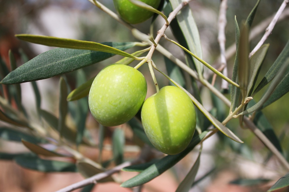 Ramas de olivo bendecidas en Pascua, ¿guardarlas o tirarlas?