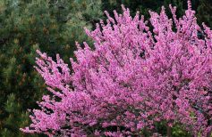 Cercis Siliquastrum o Árbol de Judas: donde el apóstol eligió morir