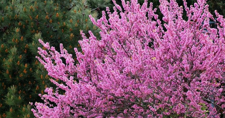 Cercis Siliquastrum o Árbol de Judas: donde el apóstol eligió morir