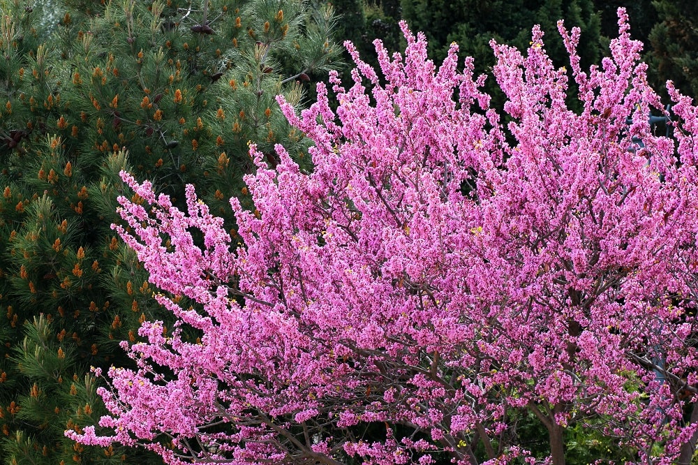 Cercis Siliquastrum o Árbol de Judas: donde el apóstol eligió morir