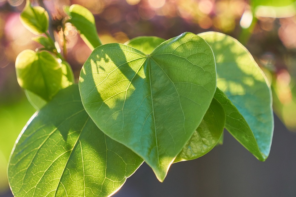 Hoja de corazon de Cercis