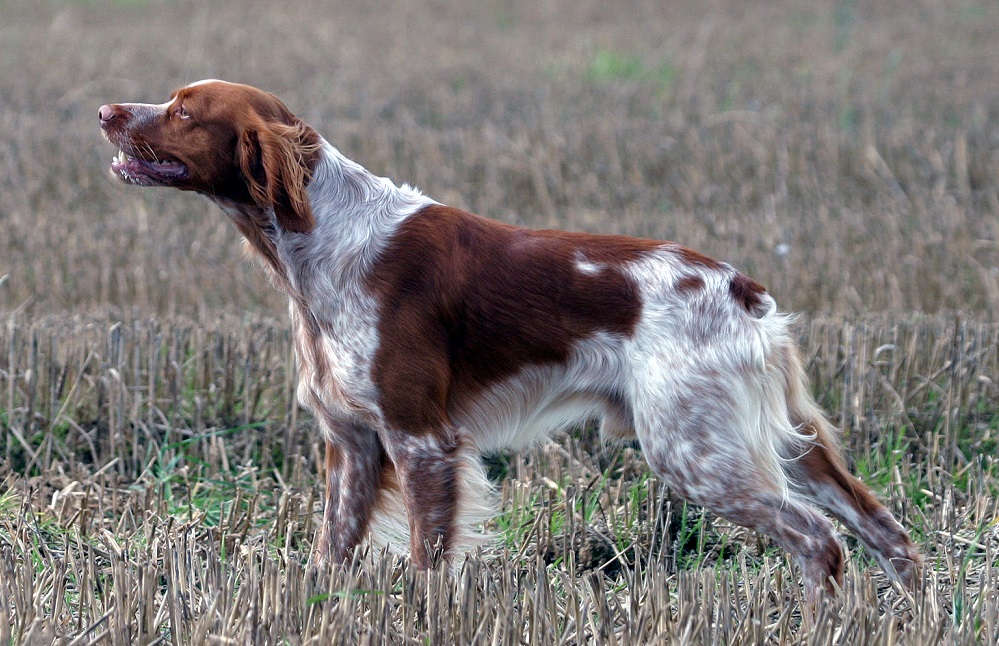 Epagneul Breton