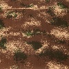 Musgo, líquenes, plantas