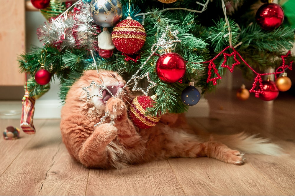 Convivencia entre gato y árbol de Navidad: algunos consejos prácticos